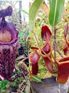 盾叶x特鲁斯马迪TM猪笼草梦幻交种peltata x Trusmadiensis
