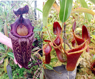 盾叶x特鲁斯马迪TM猪笼草梦幻交种peltata Trusmadiensis