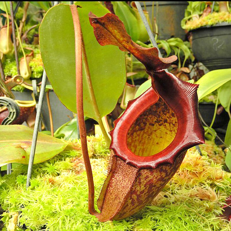 马来王交艾玛猪笼草食虫植物低地高地品种rajah x eymae