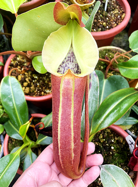 云雾猪笼草食虫植物高地品种非常暗黑巨大漂亮nebularum梦幻原种