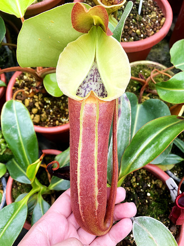 云雾猪笼草食虫植物品种梦幻原种