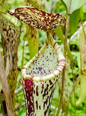 窄叶猪笼草食虫植物漂亮可爱笼子稀有原种stenophylla 高地猪