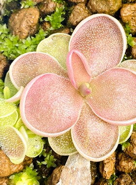 爱兰x中生捕虫堇多肉食人花捕蝇草驱蚊草卧室花卉盆栽mesophytica