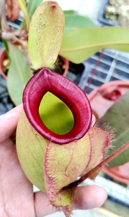 食虫植物海盗维京交红唇绿苹果猪笼草红唇烈焰趣味盆栽花卉捕虫草