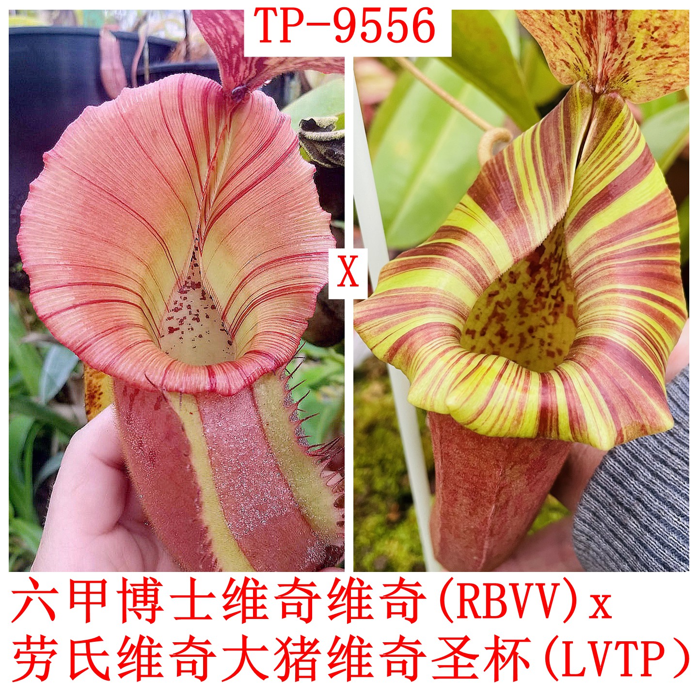 六甲x博士x维奇x维奇xLVTP猪笼草种子苗RBVV x LVTP TP9527