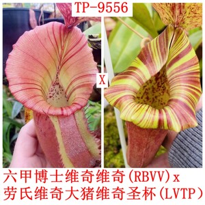 六甲x博士x维奇x维奇xLVTP猪笼草种子苗RBVV x LVTP TP9527