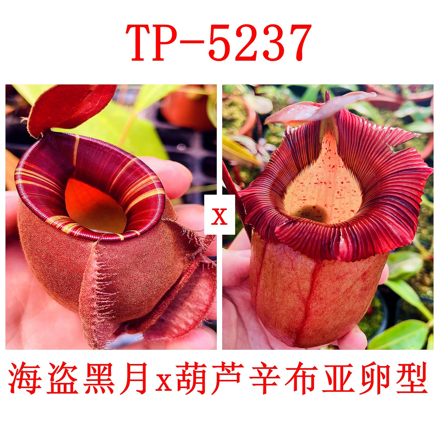 海盗黑月x葫芦辛布亚卵型猪笼草VM x VSO TP-5237