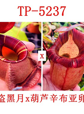海盗黑月x葫芦辛布亚卵型猪笼草VM x VSO TP-5237