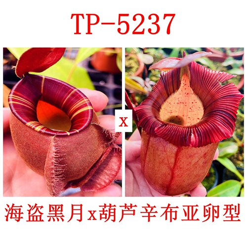海盗黑月x葫芦辛布亚卵型猪笼草VM x VSO TP-5237