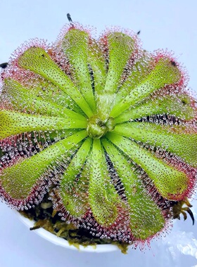 爱丽丝茅膏菜新手推荐食虫植物微景观造景Drosera aliciae