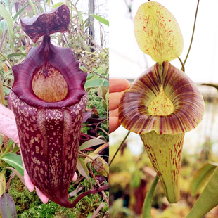 猪笼草梦幻交种peltata platychila 宽唇 盾叶x圣杯