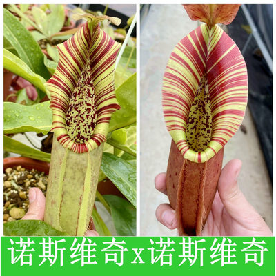 诺斯维奇x诺斯维奇猪笼草种子苗northiana x veitchii  TP9225