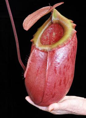 辛布亚交美林猪笼草盆栽可爱巨大笼子sibuyanensis x merrilliana