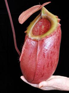 辛布亚交美林猪笼草盆栽可爱巨大笼子sibuyanensis x merrilliana