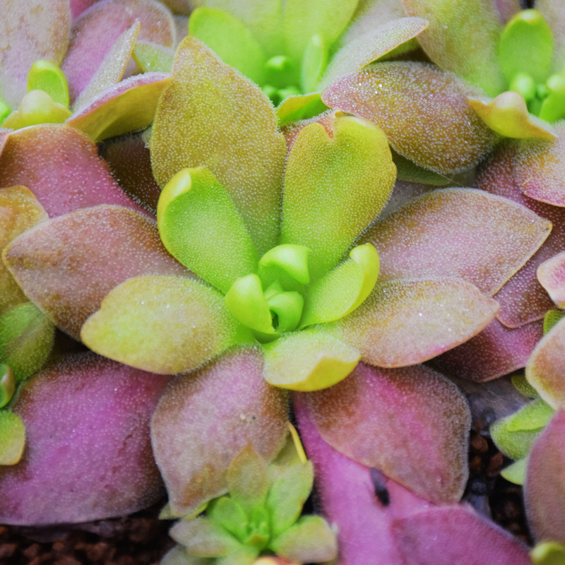 马尔恰诺捕虫堇 贵货稀有多肉食虫植物捕蚊灭蚊