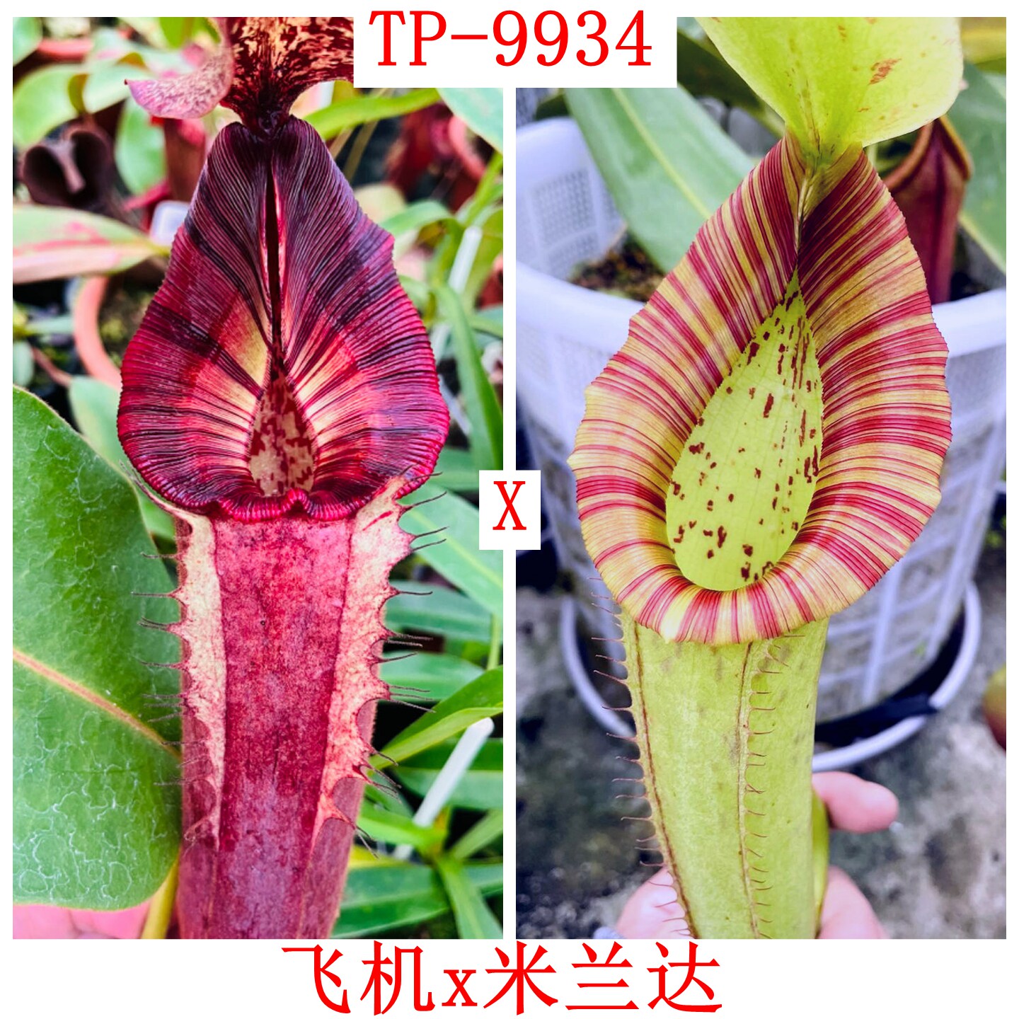 飞机木不x米兰达猪笼草种子苗 RBVLVBMMx Miranda TP9934