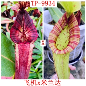 飞机木不x米兰达猪笼草种子苗 RBVLVBMMx Miranda TP9934
