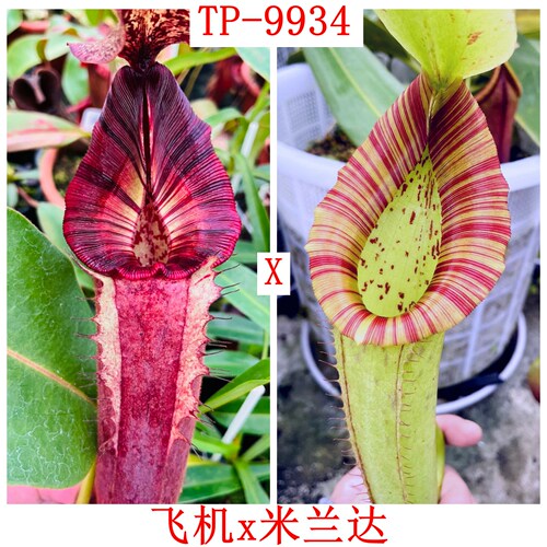 飞机木不x米兰达猪笼草种子苗 RBVLVBMMx Miranda TP9934