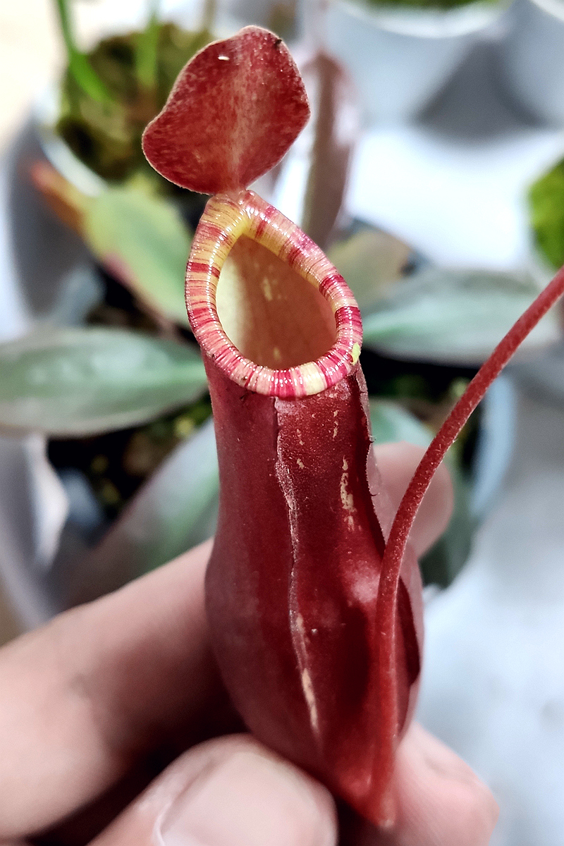 唇红奇异低地可爱漂亮笼子植物