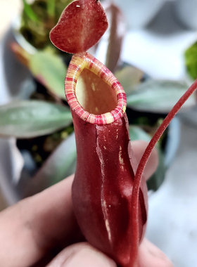 花唇红奇异猪笼草食虫植物低地品种非常可爱漂亮的笼子mirabilis