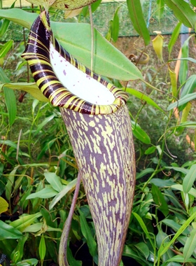 显目猪笼草食虫植物低地高地品种非常可爱漂亮的笼子spectabilis