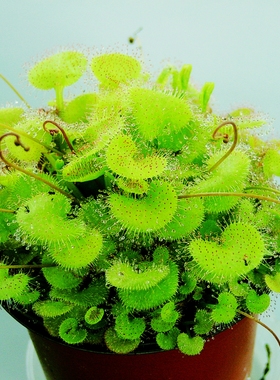 （负子）爱心茅膏菜Drosera prolifera 食虫植物捕蚊草捕虫草