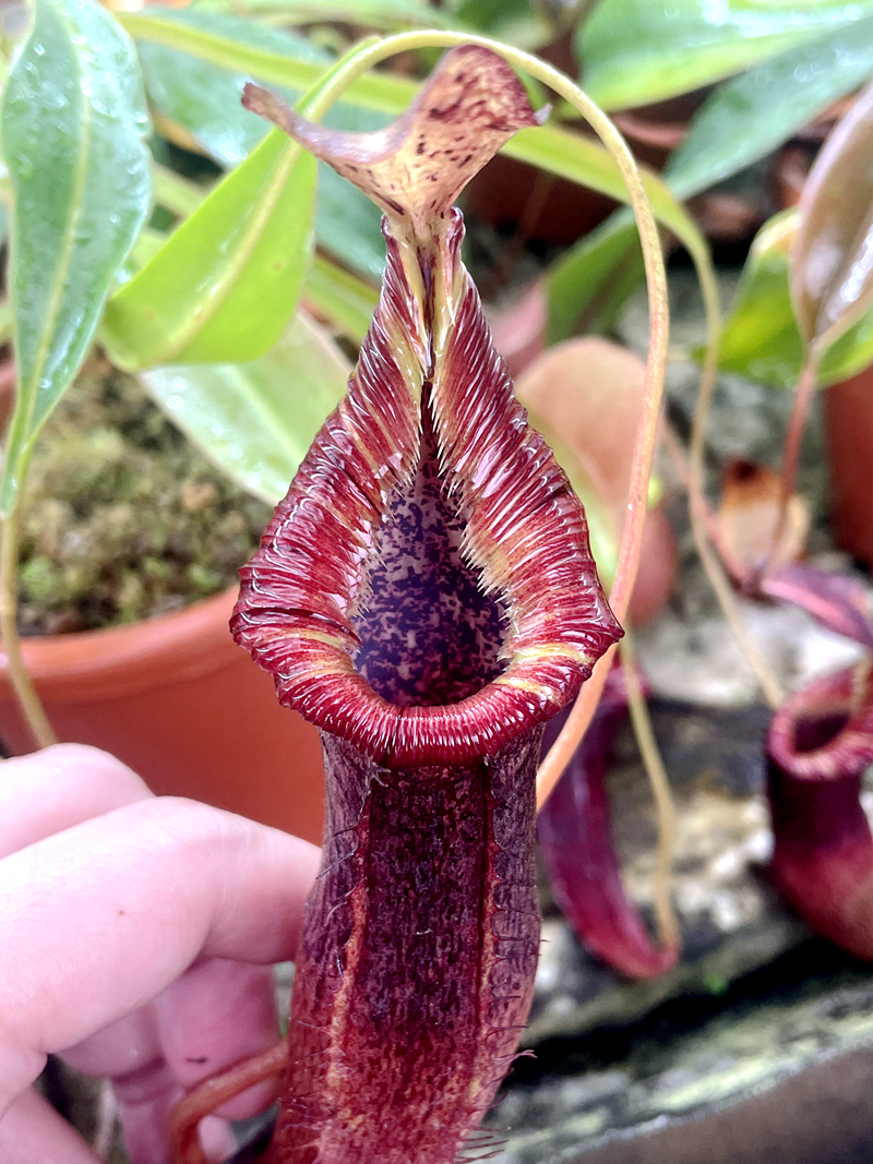 新欣佳浪山x斑豹x愛德華豬籠草singalana x (burb x edward）