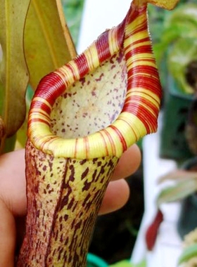 显目交葫芦猪笼草食虫植物低地高地品种非常可爱漂亮的笼子