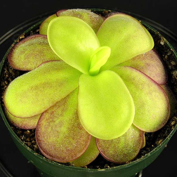 食虫植物立博瑞捕虫堇多肉食人花捕蝇草驱蚊草卧室喜阴花卉盆栽,鲜花速递/花卉仿真/绿植园艺,食虫植物,淘宝优惠券,粉丝福利购,淘宝优惠卷