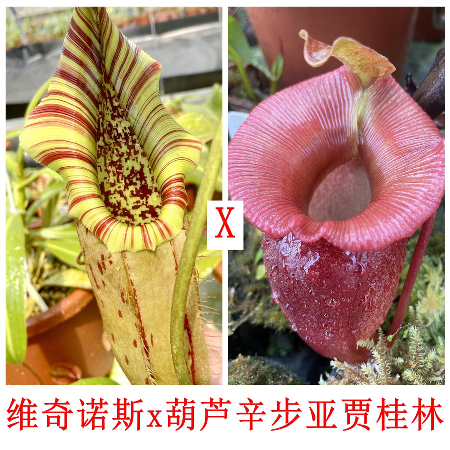 维奇诺斯x葫芦辛布亚贾桂林猪笼草种子苗NV x VSJ TP9235
