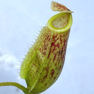 巧克力x维奇猪笼草glabrata x veitchii可爱笼子BE