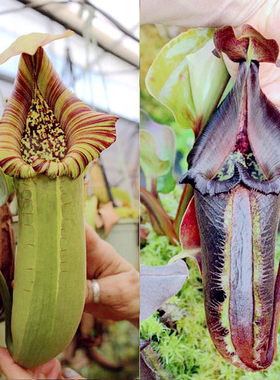 宝特（矮胖）x云雾猪笼草梦幻交种truncata - squat x nebularum