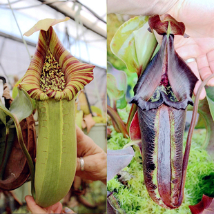 宝特 squat x云雾猪笼草梦幻交种truncata nebularum 矮胖