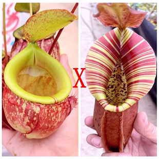 维京古晋x诺斯维奇种子苗vik x kuchi x north x veitchii TP5250