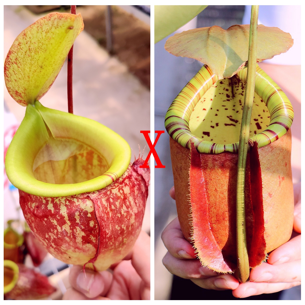 维京古晋x二齿诺斯猪笼草种子苗viking x kuching x bica x north