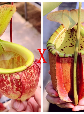 维京古晋x二齿诺斯猪笼草种子苗viking x kuching x bica x north