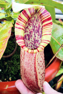 12.23直播五周二食虫草拖拖店捕蝇草猪笼草茅膏菜瓶子草食虫植物