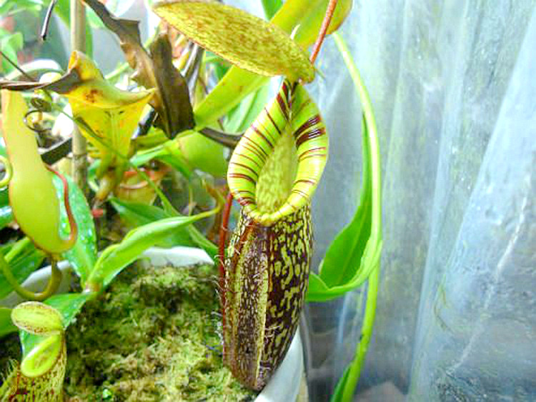 显目x塔蓝山猪笼草食虫植物漂亮可爱spectabilis x talangensis