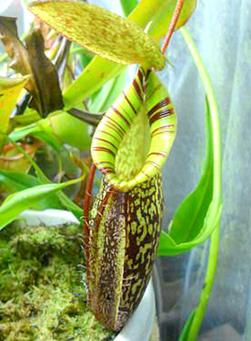 显目x塔蓝山猪笼草食虫植物漂亮可爱spectabilis x talangensis