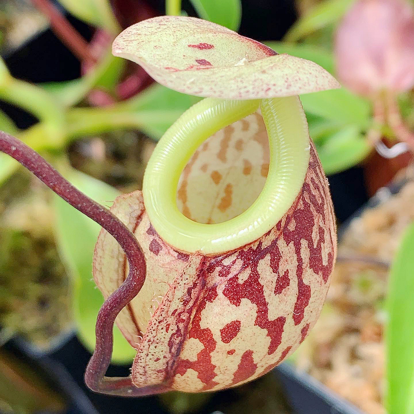 巧克力猪笼草食虫植物可爱的笼子稀有小型原种nepenthes glabrata
