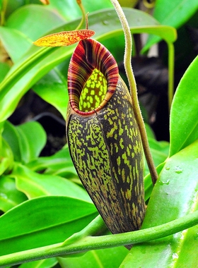 显目交马兜铃猪笼草食虫植物spectabilis x aristolochioides低地