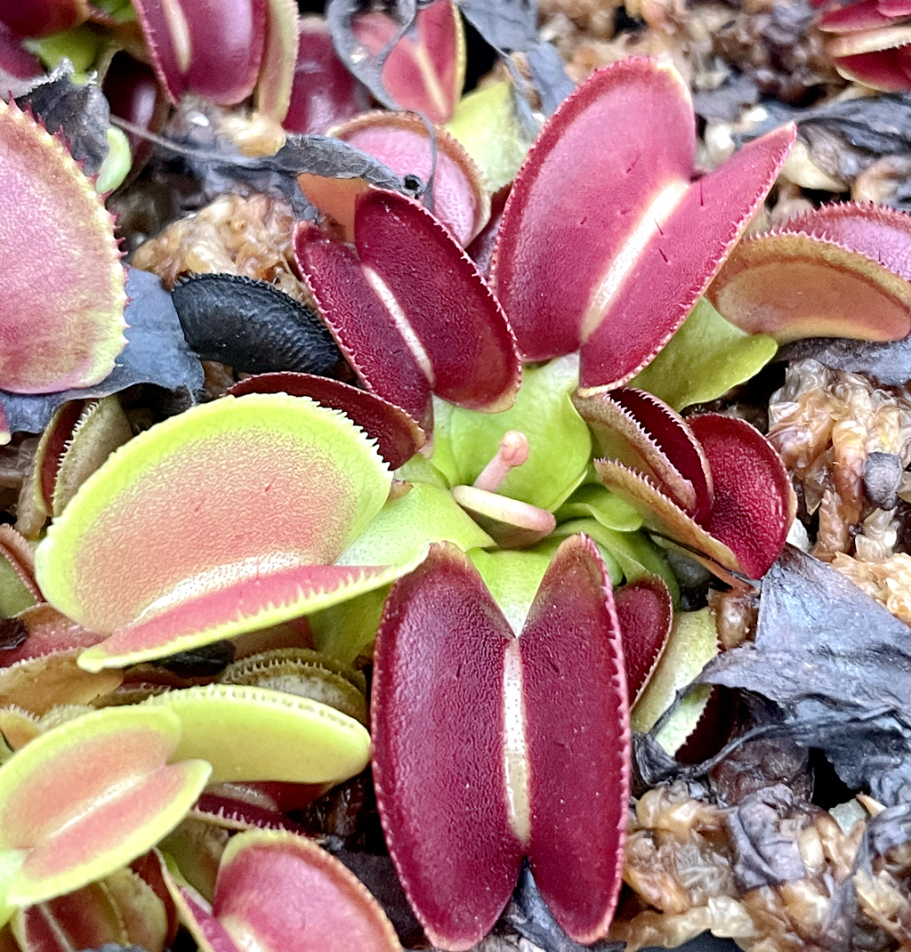 红绿短齿捕蝇草食虫植物