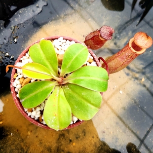 猪笼草食虫植物低地高地品种非常可爱笼 黑宝特交 辛布亚交葫芦