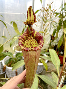 2.10直播九周二食虫草拖拖店捕蝇草猪笼茅膏菜食虫植物