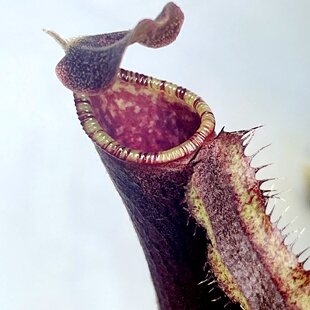 博士x劳氏猪笼草花唇满线梦幻交种boschiana x lowii