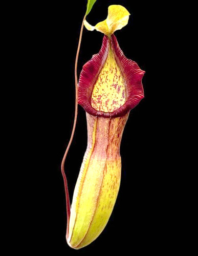 新欣佳浪山交布凯猪笼草食虫植物