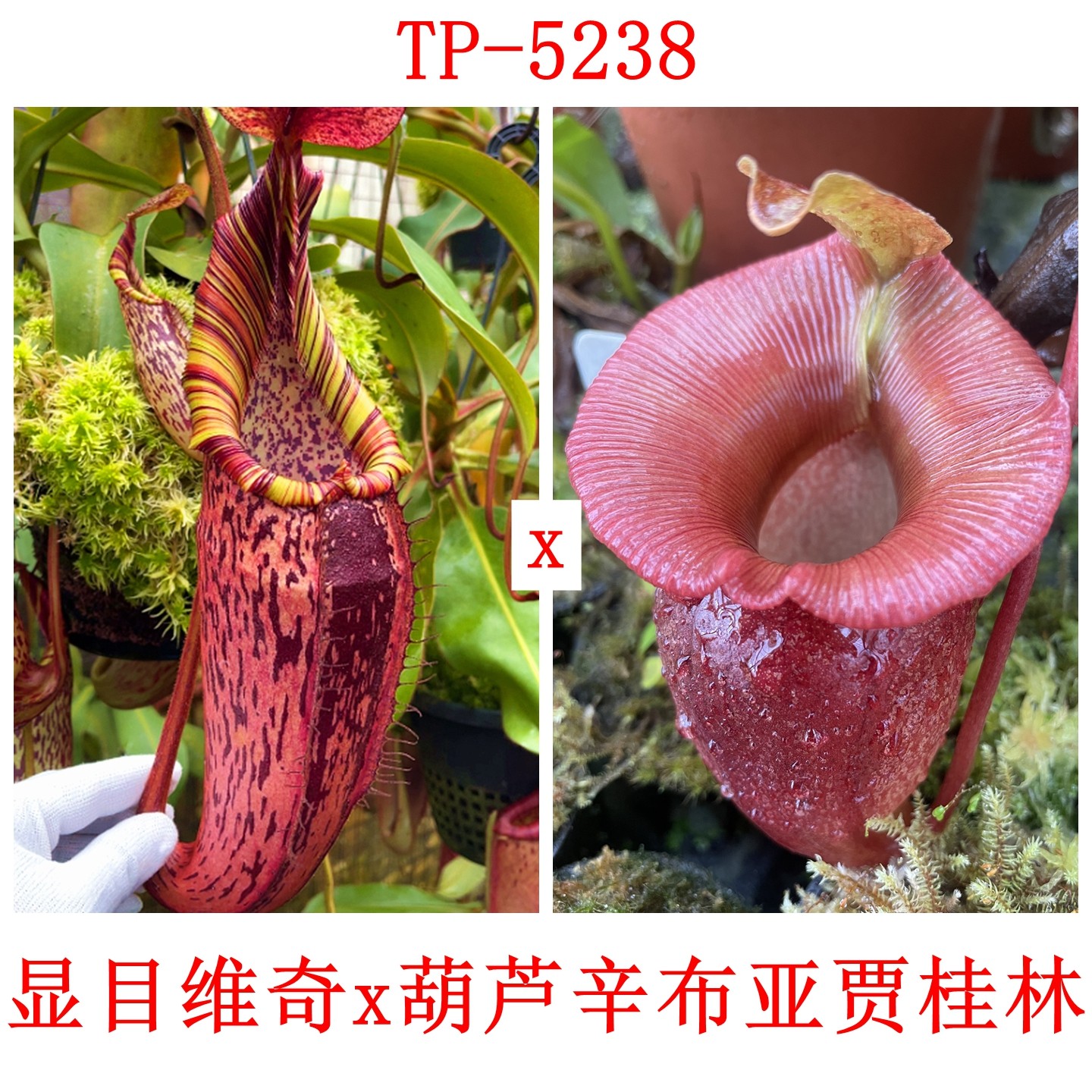 显目维奇x葫芦辛布亚贾桂林猪笼草种子苗SV x VSJ TP5238