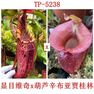 显目维奇x葫芦辛布亚贾桂林猪笼草种子苗SV x VSJ TP5238