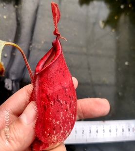 12.26周五食虫草拖拖店直播一捕蝇草猪笼草瓶土瓶草狸藻食虫植物