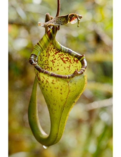 艾玛猪笼草食虫植物低地高地品种非常可爱漂亮的笼子稀有eymae